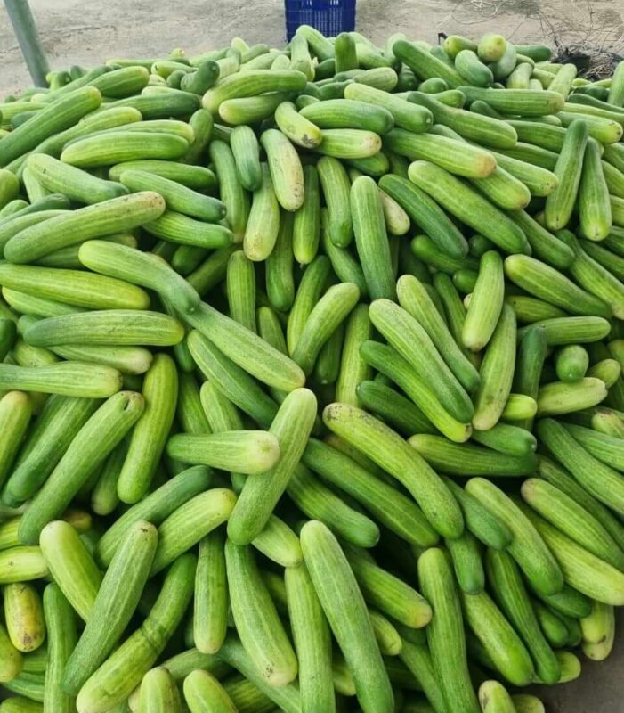Fresh Cucumbers