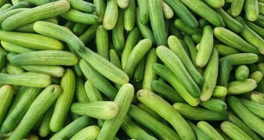 Fresh Cucumbers