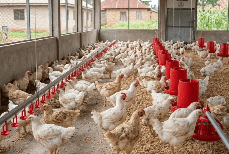 We raise broiler birds in well-maintained farm conditions, ensuring healthy growth and quality meat. Our structured feeding and care practices guarantee a reliable supply for households and businesses.