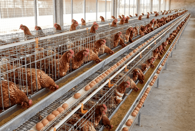 Our layer birds are raised under monitored conditions to support consistent egg production. Proper care and housing ensure healthy birds and high-quality eggs for daily supply.