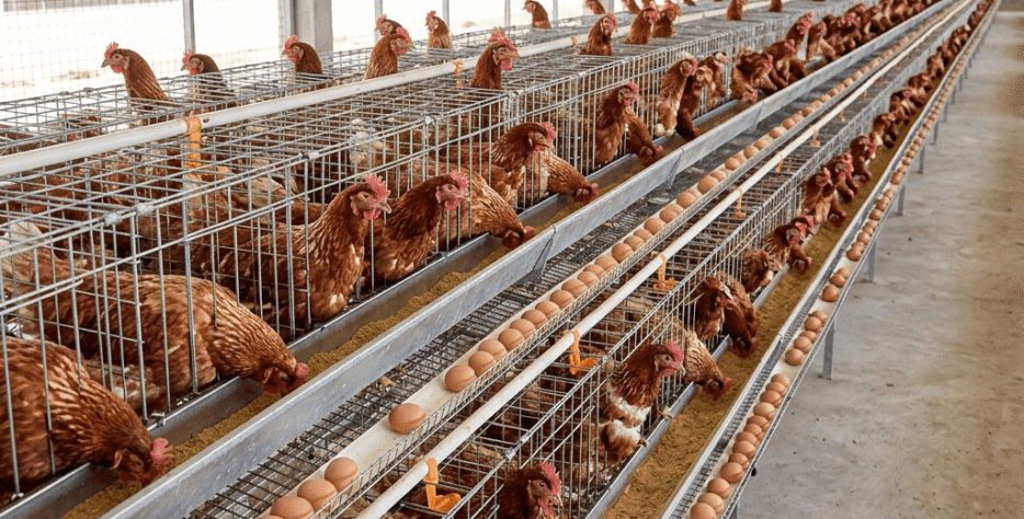 Our layer birds are raised under monitored conditions to support consistent egg production. Proper care and housing ensure healthy birds and high-quality eggs for daily supply.