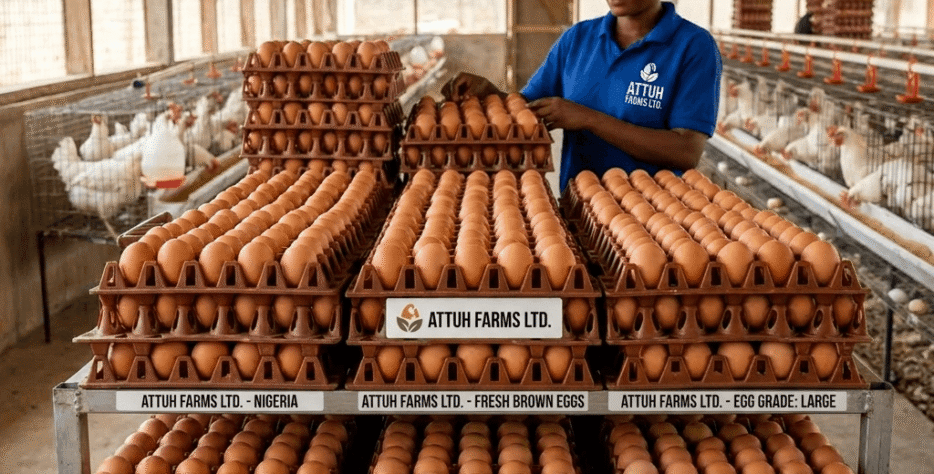 Collected daily from our healthy layer birds, our fresh farm eggs are a staple of the poultry operation. Each egg is handled with care to maintain quality, freshness, and safety for consumption.